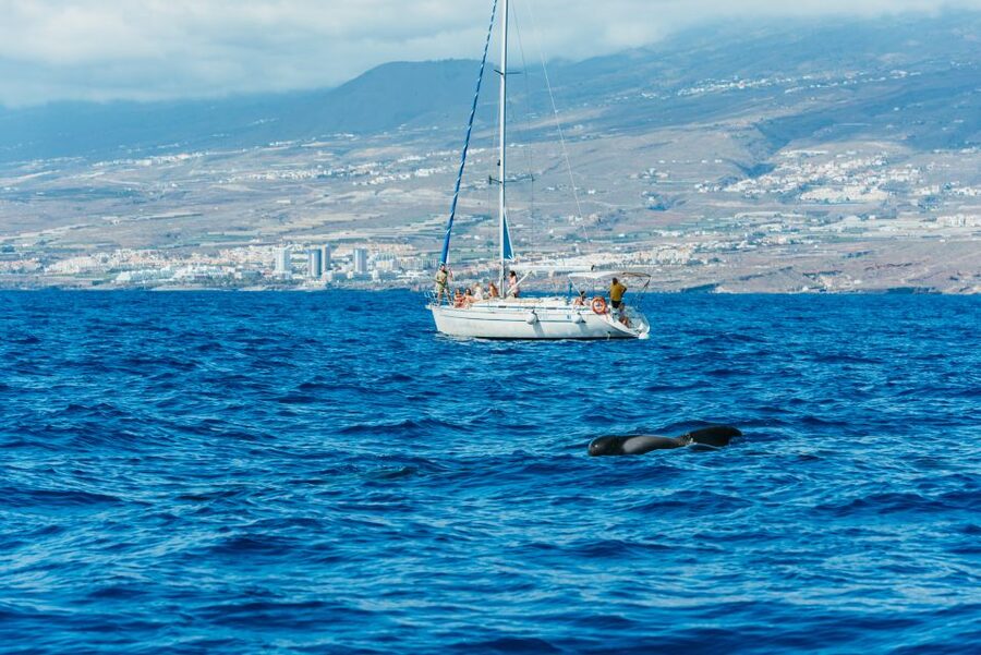 Tenerife: Whale & Dolphin Watching with Drinks and Snacks - Who should book this cruise