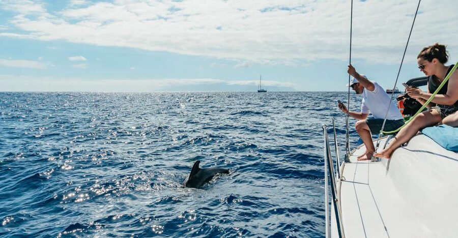 Tenerife: Whale & Dolphin Watching with Drinks and Snacks - From Puerto Colón to open Atlantic water