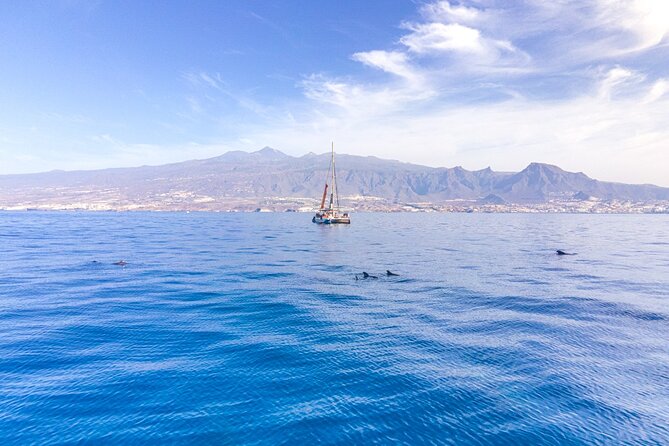 Watching and Listening Whales visiting Los Gigantes&Masca. Food&drinks included - Sailing toward the Los Gigantes cliffs