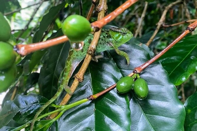 Waterfall, coffee tour & hot springs - lunch and drinks included - Is $99 Good Value?
