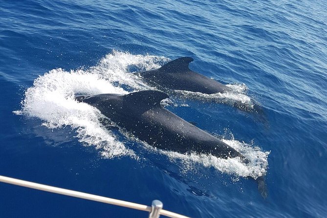 Whale and Dolphin Watching Sailing Boat with Drinks, Snacks and Swimming Time - Key points to know before booking
