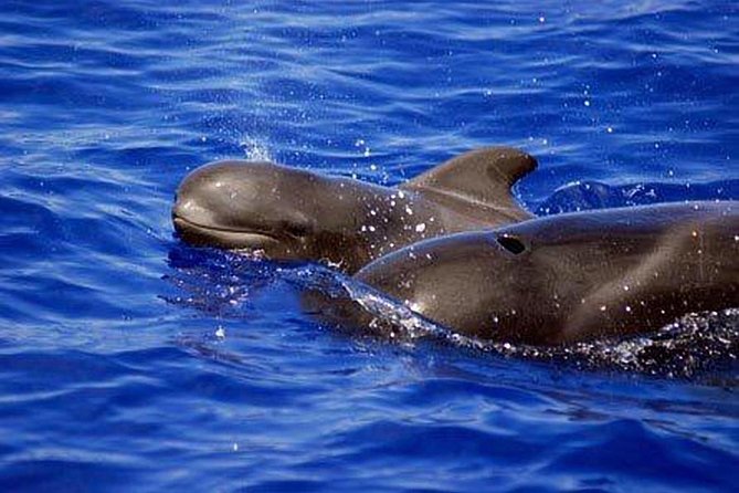 Whale and Dolphin Watching Sailing Boat with Drinks, Snacks and Swimming Time - Meeting Tenerife’s pilot whales