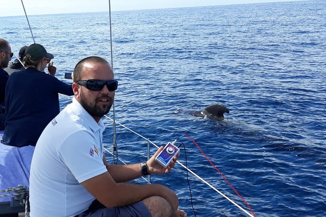 Whale and Dolphin Watching Sailing Boat with Drinks, Snacks and Swimming Time - Sandwiches, sparkling wine, and drinks on board