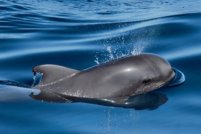 Whale and Dolphin Watching Sailing Boat with Drinks, Snacks and Swimming Time - What the captain can change about the day