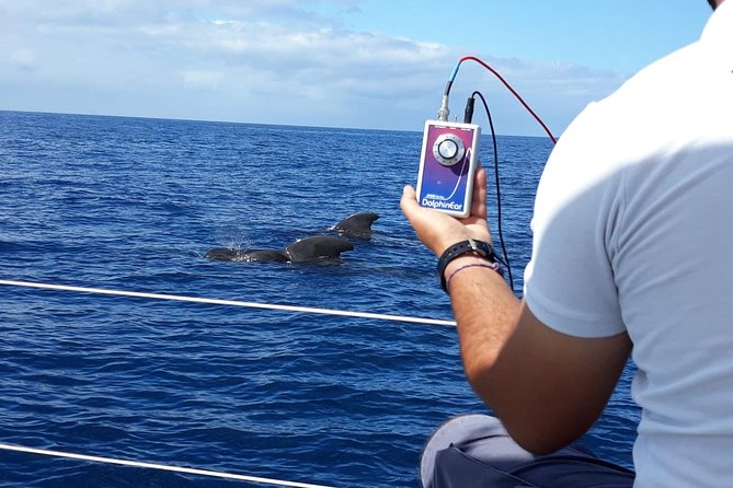 Whale and Dolphin Watching Sailing Boat with Drinks, Snacks and Swimming Time - Seasickness, comfort, and the small-boat trade-off