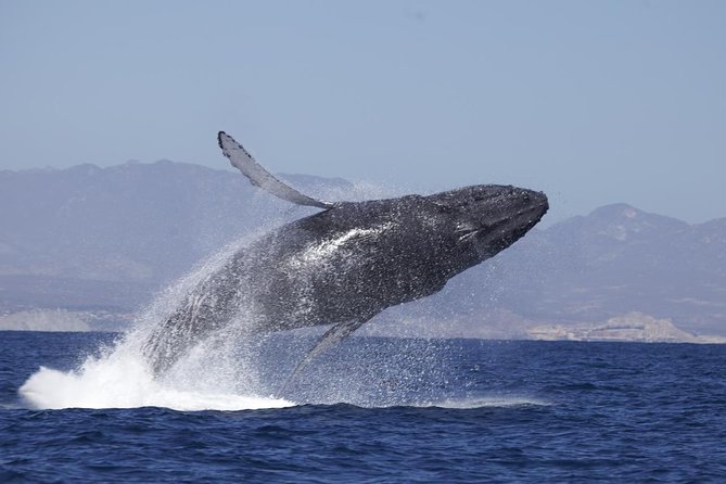 Whale Watching on 2 Level Big Boat with Breakfast and Drinks INCLUDED - Starting near the Cabo marina at 8:30 a.m.