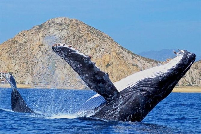 Whale Watching on 2 Level Big Boat with Breakfast and Drinks INCLUDED - Who will enjoy this Cabo whale tour most