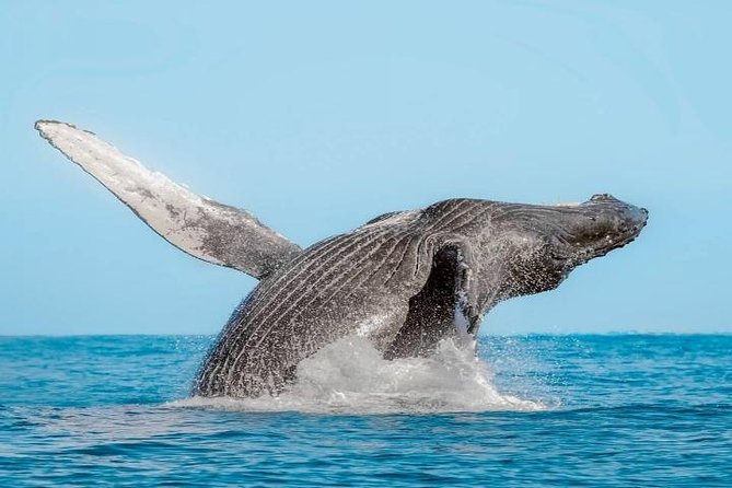 Whale Watching on 2 Level Big Boat with Breakfast and Drinks INCLUDED - Booking, cancellation, and weather details