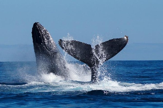 Whale Watching on 2 Level Big Boat with Breakfast and Drinks INCLUDED - The Arch, Lovers Beach, and Lands End by boat